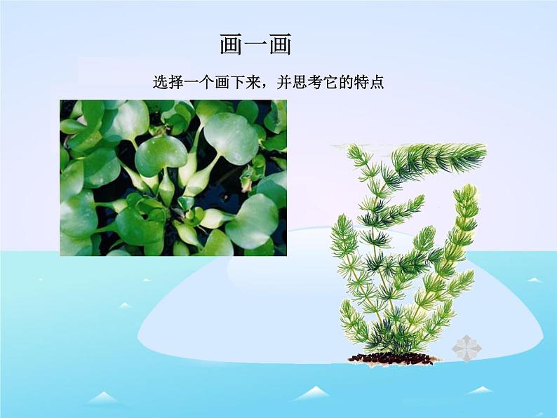 三年级上科学-1.4水生植物_1课件-教科版05