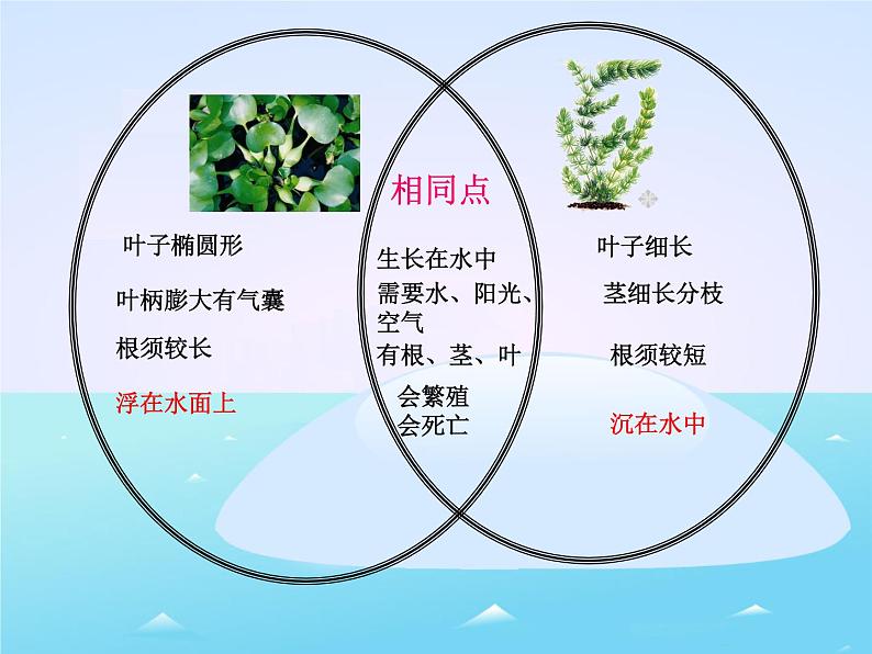 三年级上科学-1.4水生植物_1课件-教科版06