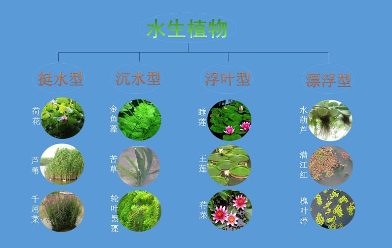三年级上科学-1.4水生植物课件-教科版02