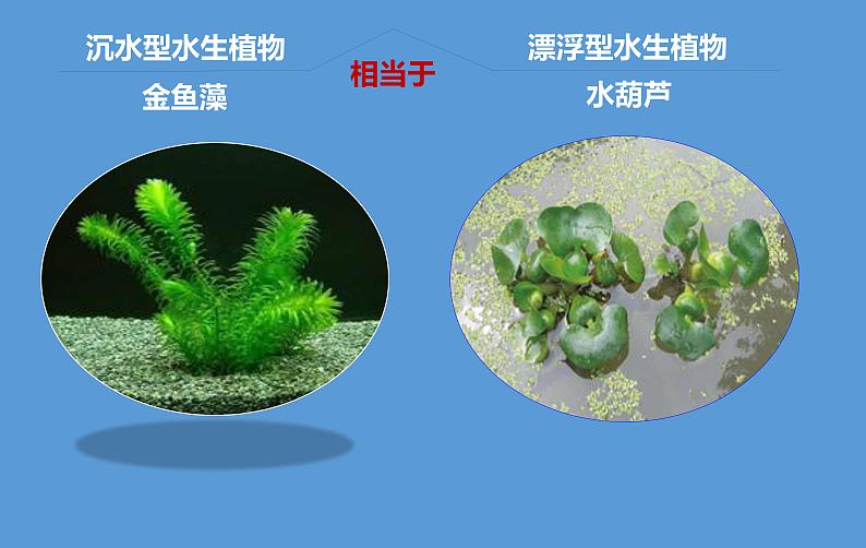 三年级上科学-1.4水生植物课件-教科版03