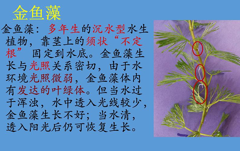 三年级上科学-1.4水生植物课件-教科版05