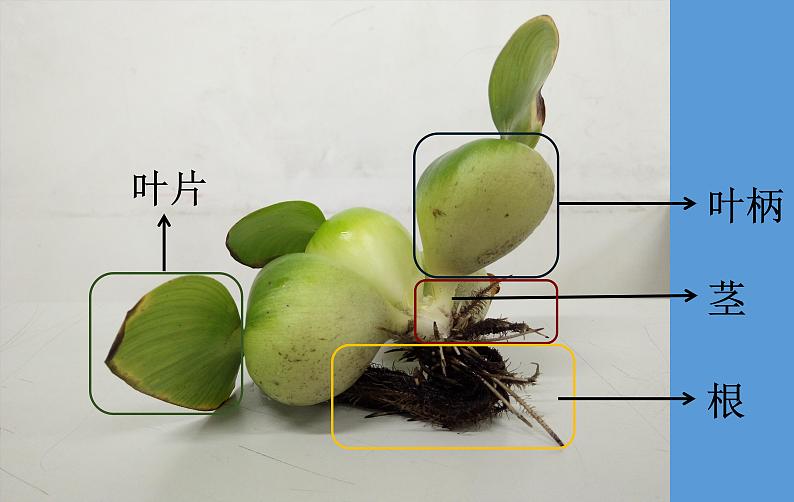 三年级上科学-1.4水生植物课件-教科版06
