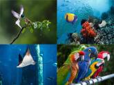 教科版 2021-2022学年科学六年级上册 4.8生物多样性的意义  课件（22张PPT）