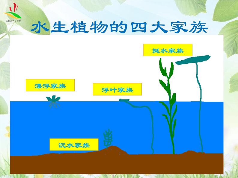 教科版 三年级上科学-1.4水生植物课件 （9张PPT）03