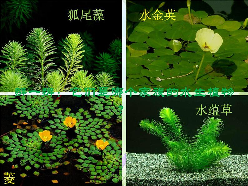 教科版 三年级上科学-1.4水生植物课件 （9张PPT）04