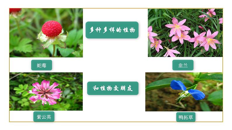 教科版 三年级上科学-1.7植物有哪些相同特点 课件（24张PPT）（含视频）05