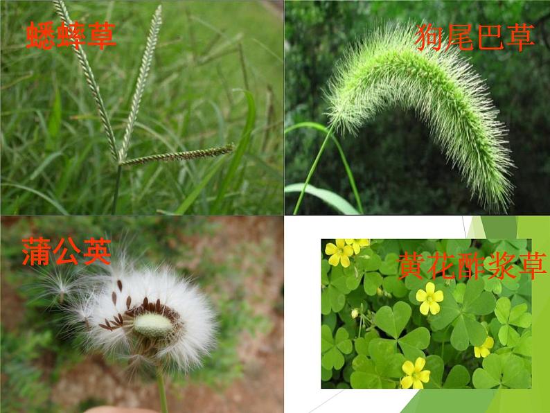 教科版三年级上科学-1.3大树和小草  课件（7张PPT）03