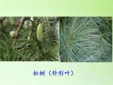 教科版 三年级上科学-1.5植物的叶 课件（34张PPT）