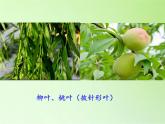 教科版 三年级上科学-1.5植物的叶 课件（34张PPT）