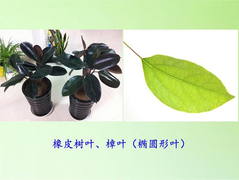 教科版 三年级上科学-1.5植物的叶 课件（34张PPT）05