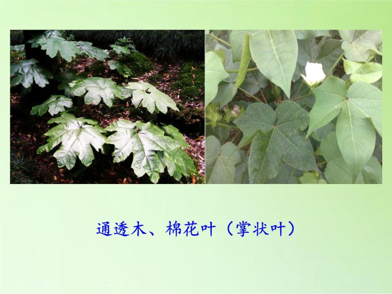 教科版 三年级上科学-1.5植物的叶 课件（34张PPT）08