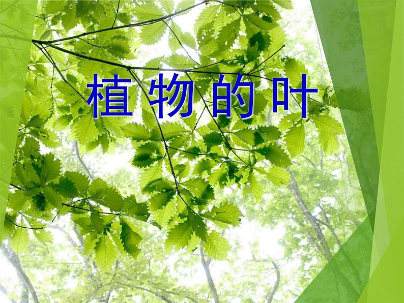 教科版三年级上科学-1.5植物的叶 课件（13张PPT）01