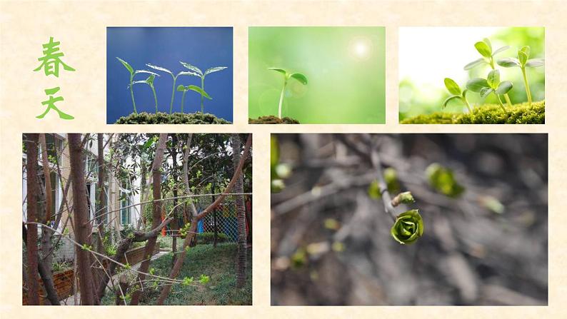 教科版 三年级上科学-1.6植物发生了什么变化 课件（22张PPT）第6页