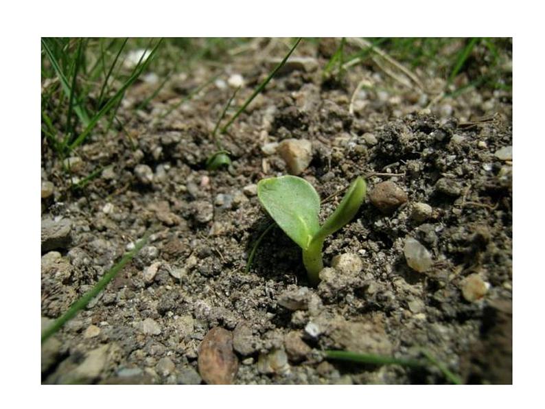 植物有哪些相同特点PPT课件免费下载05