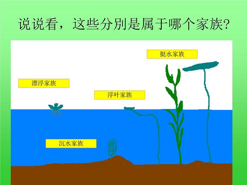 教科版三年级上科学-1.4水生植物 课件（55张PPT）05