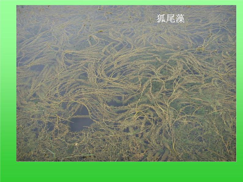 教科版三年级上科学-1.4水生植物 课件（55张PPT）08