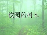 教科版三年级上科学-1.2校园的树木 课件