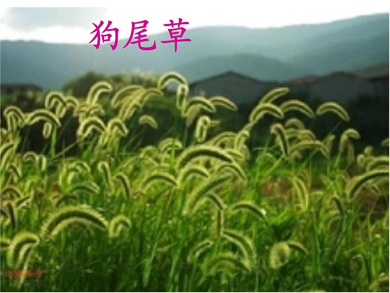 教科版 三年级上科学-1.4水生植物 课件（20张PPT）第4页