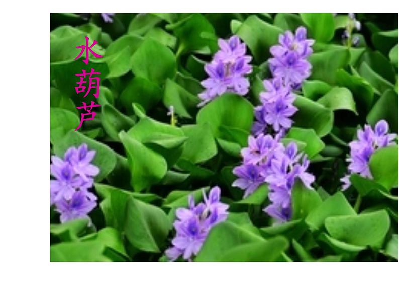 教科版 三年级上科学-1.4水生植物 课件（20张PPT）第8页