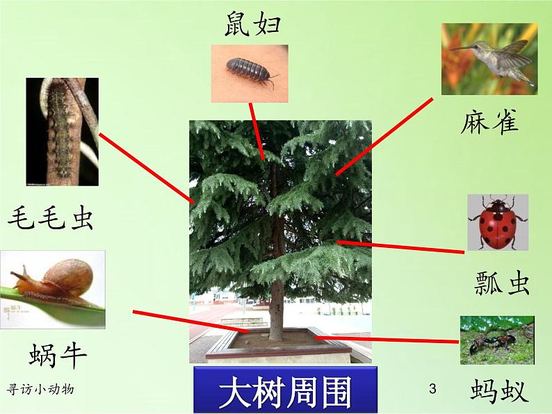 教科版 三年级上科学-2.1寻访小动物 课件（20张ppt ）第3页