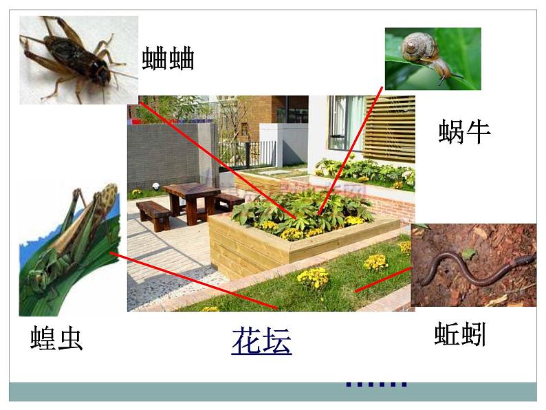 教科版 三年级上科学-2.1《寻访小动物》_3课件（19张PPT）第7页