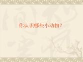 教科版 三年級上科學(xué)-2.1尋訪小動(dòng)物_1課件（17張PPT）