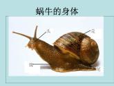 教科版 三年级上科学-2.2《蜗牛（一）》_2 课件（12张PPT）