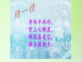 教科版 三年级上科学-2.1寻访小动物(1) 课件（34张PT）