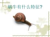 教科版三年级上科学-2.2蜗牛（一）_1(3)课件（10张PPT）