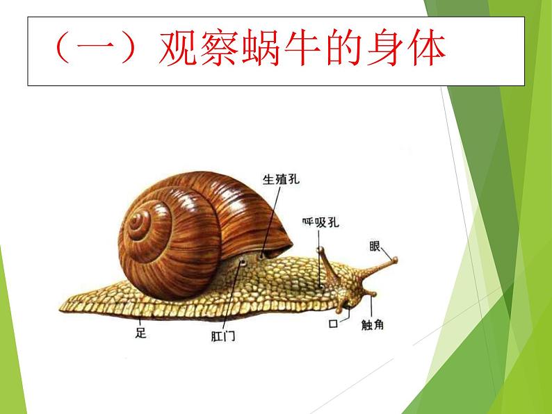 教科版三年级上科学-2.3蜗牛（二）_1课件（8张PPT）第3页