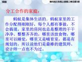 教科版 三年级上科学-2.5蚂蚁(2) 课件（12张PPT）