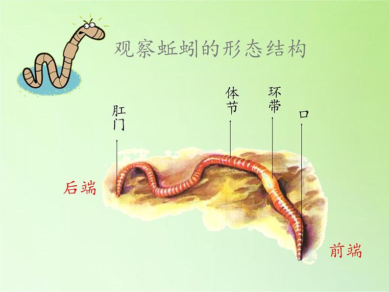 教科版 三年级上科学-2.4蚯蚓 课件（17张PPT）06