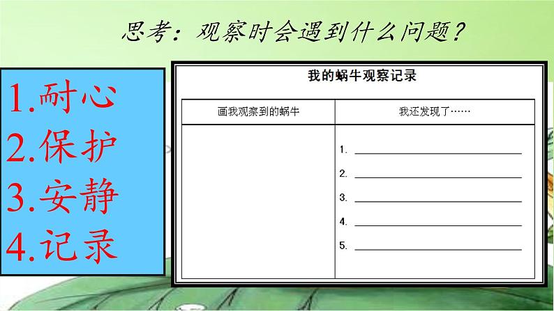 教科版 三年级上科学-2.2蜗牛（一） 课件（9张PPT）第3页