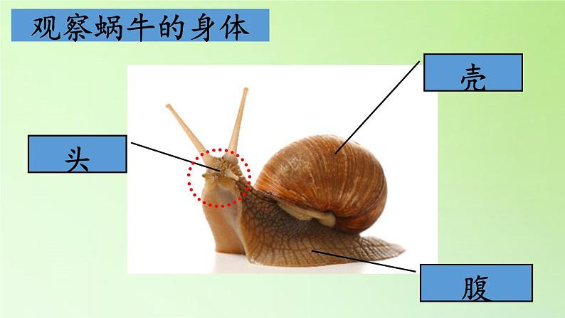 教科版 三年级上科学-2.2蜗牛（一） 课件（9张PPT）第4页