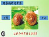 教科版 三年级上科学-2.2蜗牛（一） 课件（9张PPT）