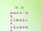 教科版 三年级上科学-2.4蚯蚓 课件（18张PPT）