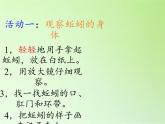 教科版 三年级上科学-2.4蚯蚓 课件（18张PPT）