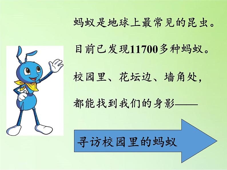 教科版 三年级上科学-2.5 蚂蚁 课件（15张PPT）02