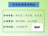 教科版 三年级上科学-2.5 蚂蚁 课件（15张PPT）