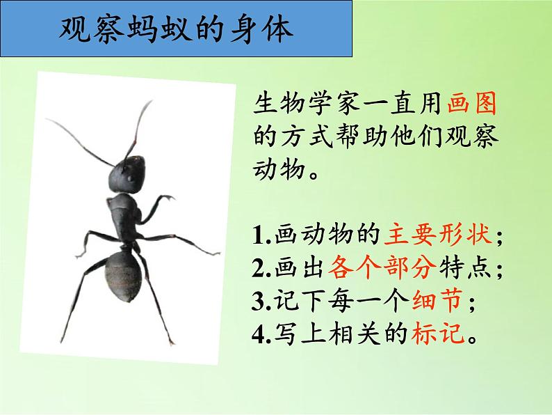 教科版 三年级上科学-2.5 蚂蚁 课件（15张PPT）07