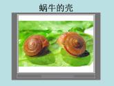 教科版 三年级上科学-2.2蜗牛（一）课件（11张PPT）