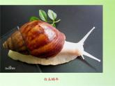 教科版 三年级上科学-2.3蜗牛（二）课件（28张PPT）