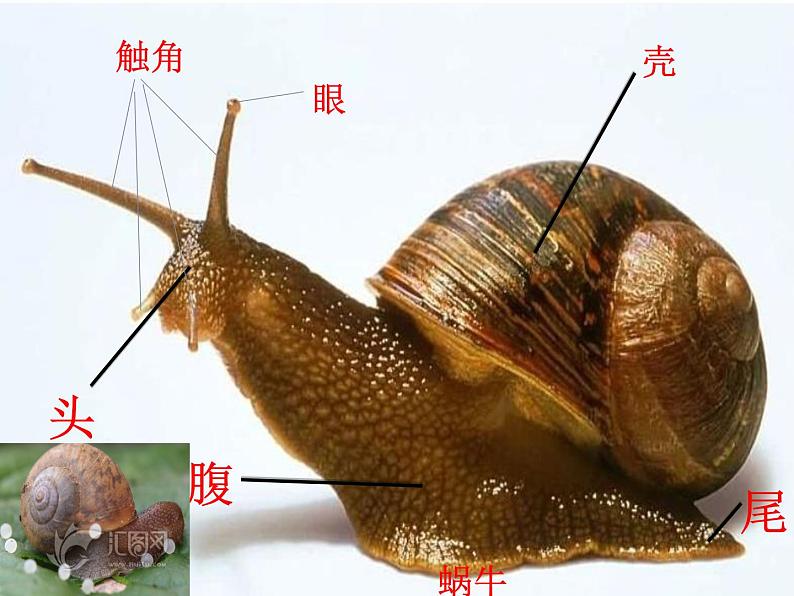 动物有哪些相同特点PPT课件免费下载02