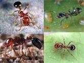 教科版 三年级上科学-2.5蚂蚁 课件（28张PPT）