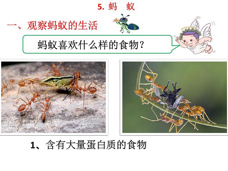 教科版 三年级上科学-2.5蚂蚁 课件（15张PPT）04