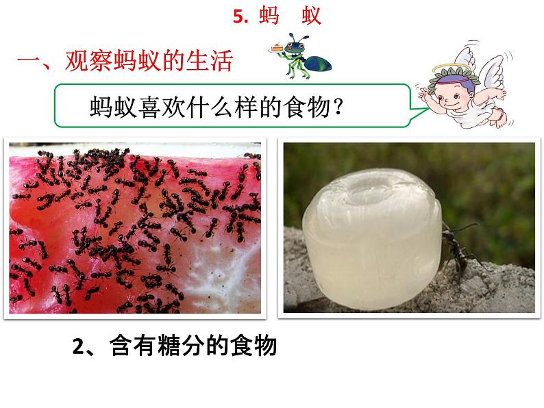 教科版 三年级上科学-2.5蚂蚁 课件（15张PPT）05