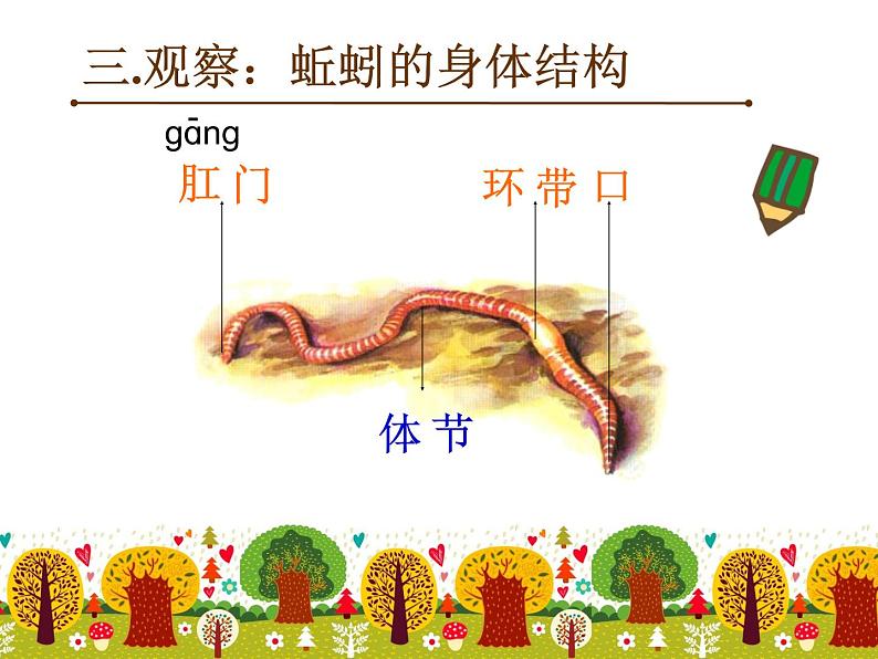 教科版 三年级上科学-2.4《蚯蚓》课件（12张PPT）06