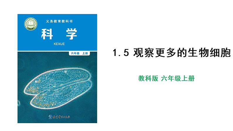 教科版六年级科学上册1.5观察更多的生物细胞课件（24张PPT）+教案（表格式）+实验视频01