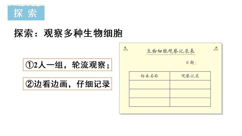 教科版六年级科学上册1.5观察更多的生物细胞课件（24张PPT）+教案（表格式）+实验视频06