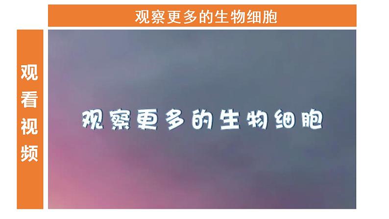 教科版六年级科学上册1.5观察更多的生物细胞课件（24张PPT）+教案（表格式）+实验视频07